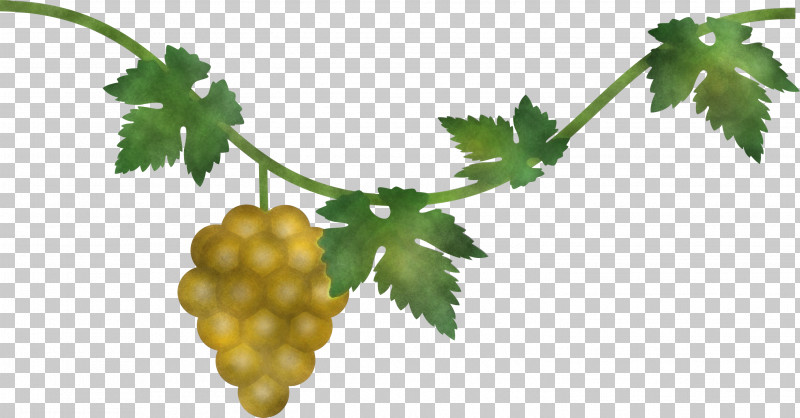 Grape Grapes Fruit PNG, Clipart, Flower, Food, Fruit, Grape, Grape Leaves Free PNG Download