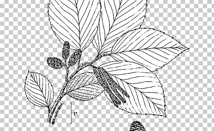 Flowering Plant /m/02csf Line Art Twig Drawing PNG, Clipart, Alder, Area, Art, Artwork, Black And White Free PNG Download