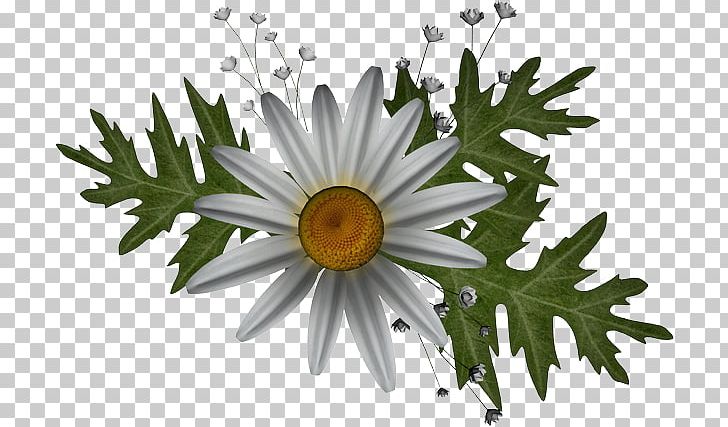 Oxeye Daisy PhotoFiltre Graphics Software PNG, Clipart, Advertising, Camomile, Chrysanthemum, Chrysanths, Daisy Free PNG Download