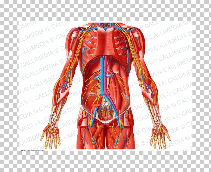 Abdomen Anatomy Blood Vessel Pelvis Muscle PNG, Clipart, Abdomen, Anatomy, Arm, Artery, Axillary Artery Free PNG Download