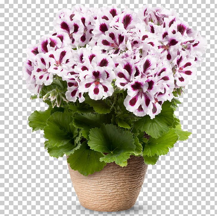 Geraniums Flower Regal Pelargonium Seed Blossom PNG, Clipart, Annual Plant, Blossom, Chrysanths, Cut Flowers, Floral Design Free PNG Download
