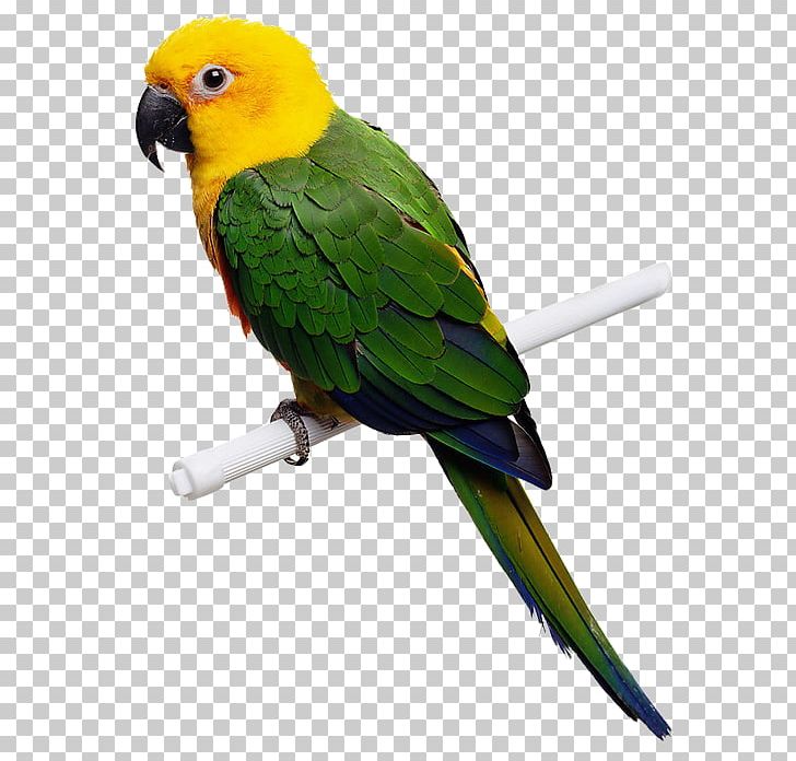 Parrot Bird Budgerigar Cockatiel PNG, Clipart, Animals, Beak, Bir, Bird Feeding, Bird Food Free PNG Download