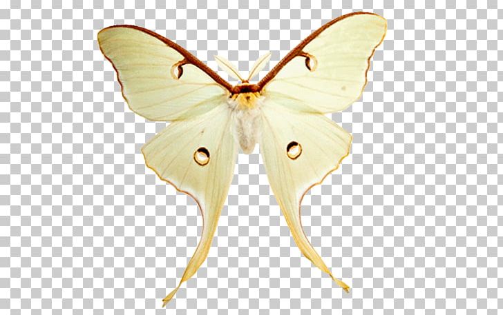 Silkworm Brush-footed Butterflies Pieridae Butterfly Beetle PNG, Clipart, Arthropod, Beetle, Bombycidae, Bombyx Mori, Brush Footed Butterfly Free PNG Download