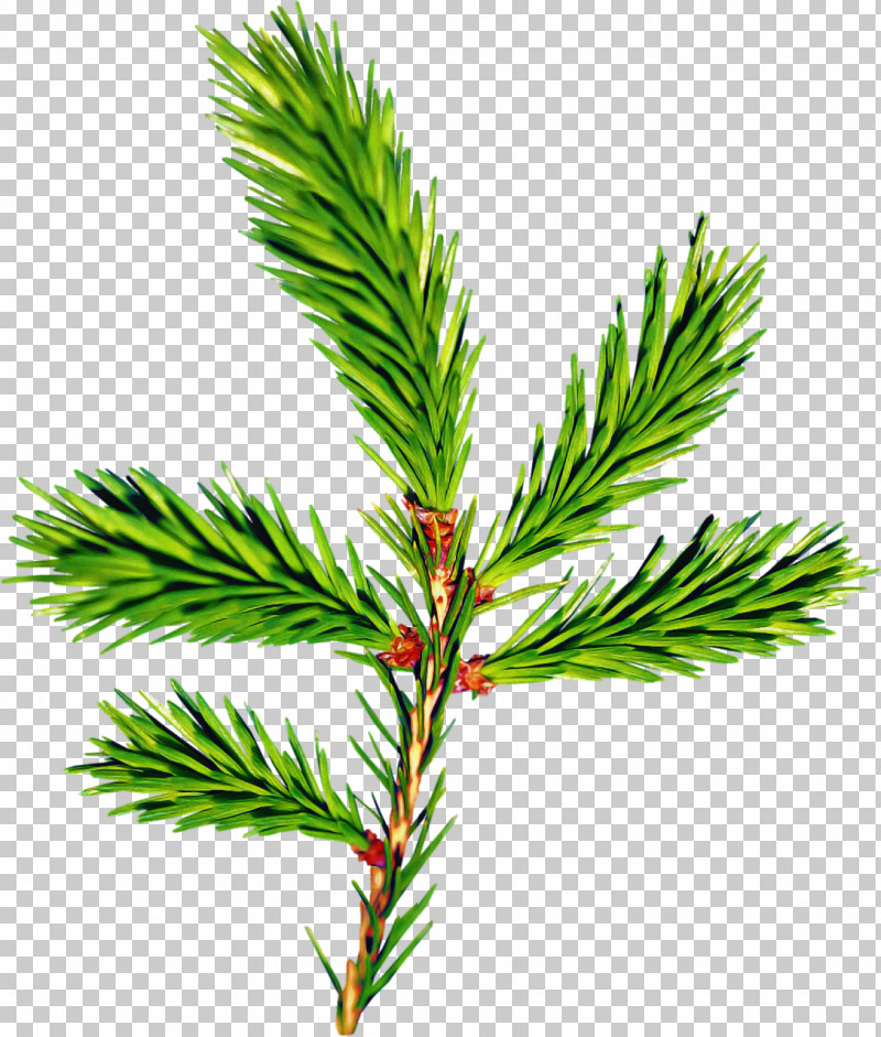 Columbian Spruce Shortleaf Black Spruce White Pine Yellow Fir Jack Pine PNG, Clipart, American Larch, Branch, Canadian Fir, Colorado Spruce, Columbian Spruce Free PNG Download