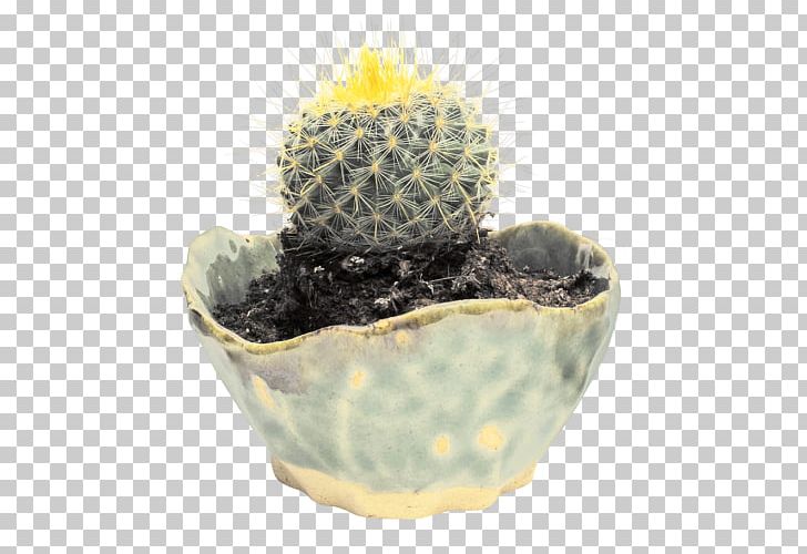 Cactaceae Computer Icons Rhipsalis Baccifera PNG, Clipart, Boil, Boiled Egg, Cactaceae, Cactus, Caryophyllales Free PNG Download