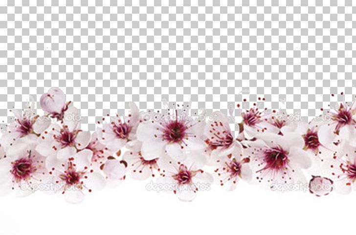 Cherry Blossom Stock Photography PNG, Clipart, Blossom, Blossoms, Border, Branch, Can Stock Photo Free PNG Download