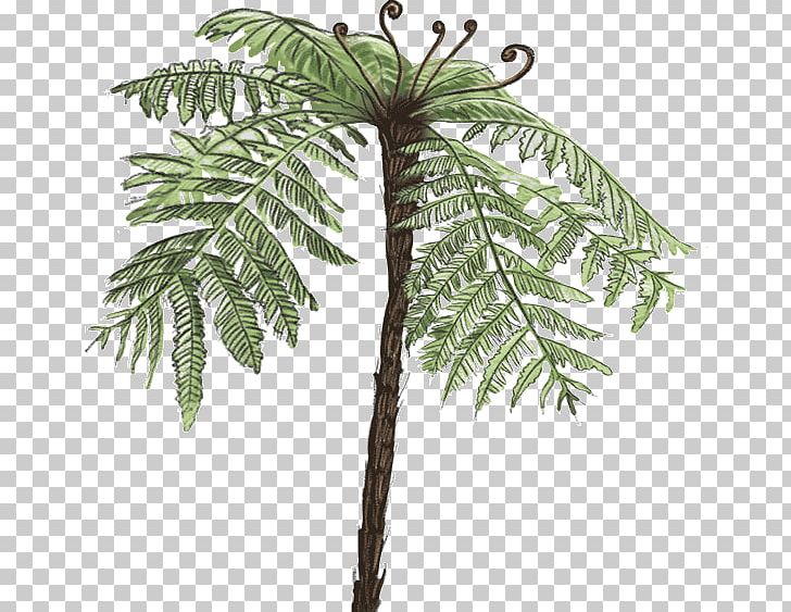 Dicksonia Antarctica Tree Vascular Plant Fern PNG, Clipart, Arecaceae, Arecales, Branch, Coconut, Date Palm Free PNG Download