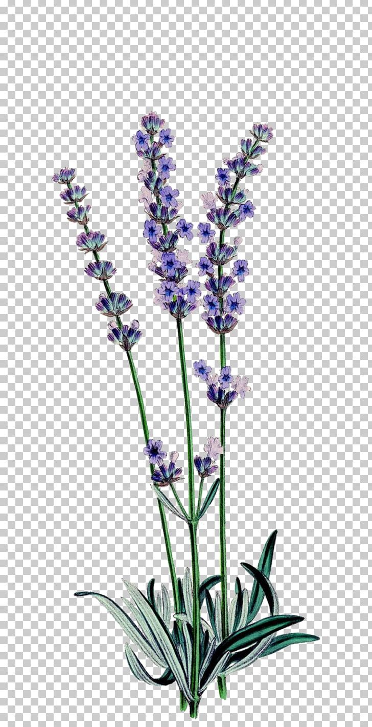 English Lavender Botanical Illustration Botany Drawing Lavender Oil PNG, Clipart, Art, Botanical Illustration, Botany, Common Sage, Cut Flowers Free PNG Download