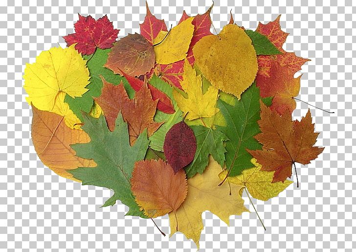 Maple Leaf HKG:0135 Petal Autumn PNG, Clipart, Autumn, Autumn Leaves, Flower, Flowering Plant, Hobby Free PNG Download