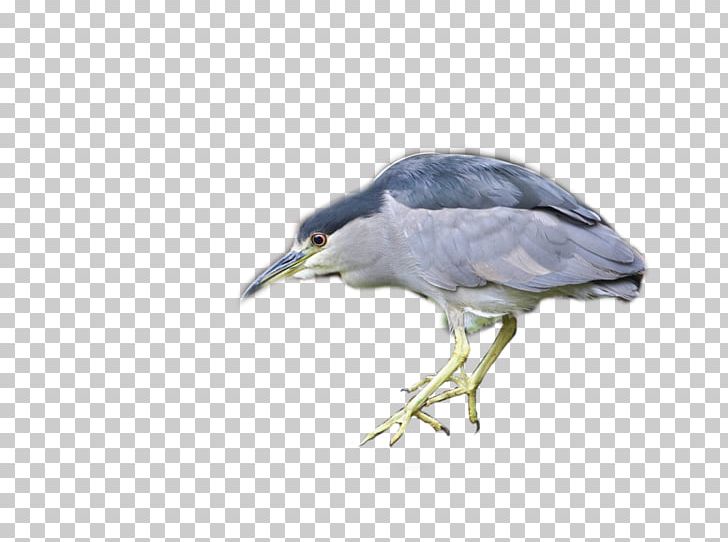 Black-crowned Night Heron Black Heron Yellow-crowned Night Heron Ibis PNG, Clipart, All About Birds, Animal, Beak, Bird, Black Crown Free PNG Download