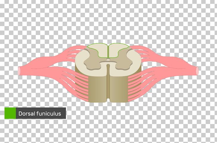 Spinal Cord Spinal Nerve Vertebral Column Anatomy Diagram PNG, Clipart, Anatomy, Angle, Brand, Cervical Vertebrae, Cross Section Free PNG Download