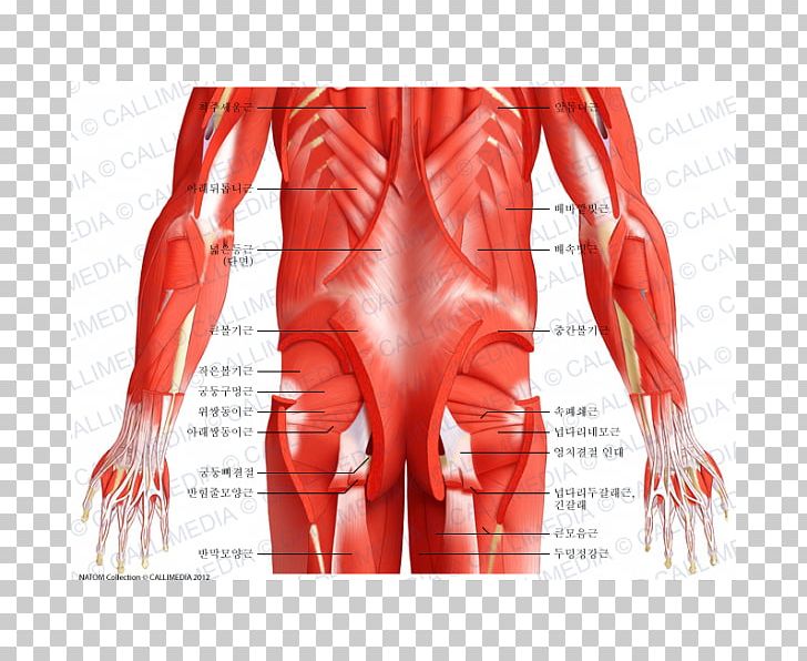 Abdomen Muscle Pelvis Anatomy Human Body PNG, Clipart, Abdomen, Anatomy, Arm, Hand, Human Anatomy Free PNG Download
