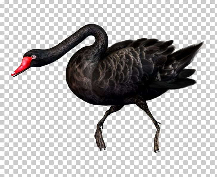 Black Swan Bird PNG, Clipart, Animal, Animals, Background Black, Beak, Bird Free PNG Download