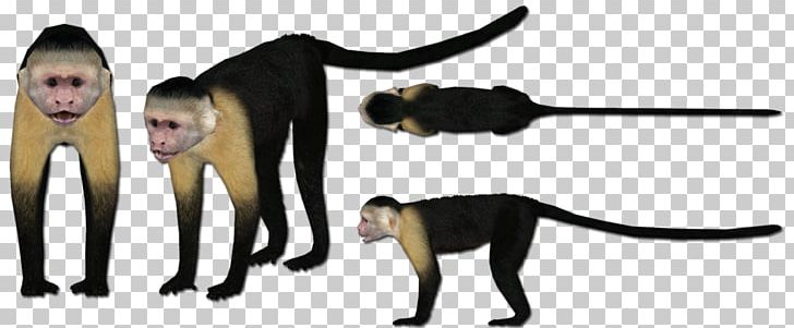Cat Monkey Animal PNG, Clipart, Animal, Animal Figure, Carnivoran, Cat, Cat Like Mammal Free PNG Download