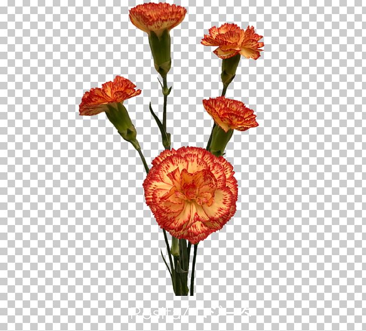 Cut Flowers Colibri Flowers S.A. Carnation Petal PNG, Clipart, Carnation, Colibri Flowers Sa, Cut Flowers, Family, Family Film Free PNG Download