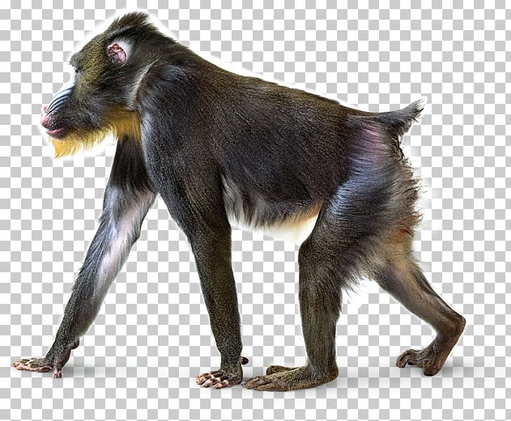 Mandrill Macaque Primate Baboons Monkey PNG, Clipart, Animals, Baboons, Cercopithecidae, Download, Fur Free PNG Download
