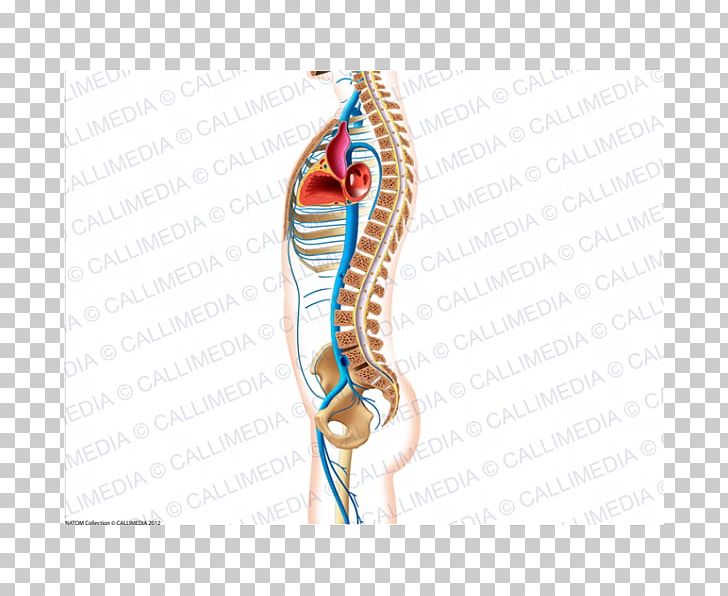 Shoulder Anatomy Arm Blood Vessel Muscle PNG, Clipart, Abdomen, Anatomy, Arm, Blood Vessel, Circulatory System Free PNG Download