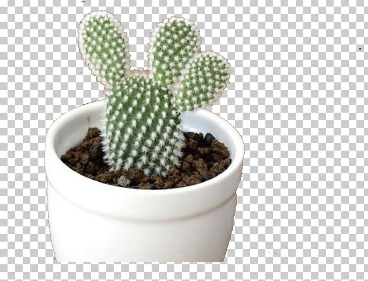 Cactaceae Succulent Plant Yellow Prickly Pear PNG, Clipart, Areole, Background White, Basin, Black White, Cactus Free PNG Download