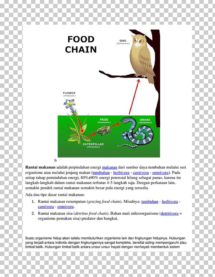 Food Chain Food Web Consumer Primary Producers Organism PNG, Clipart, Biology, Bird, Community, Consumer, Decomposer Free PNG Download