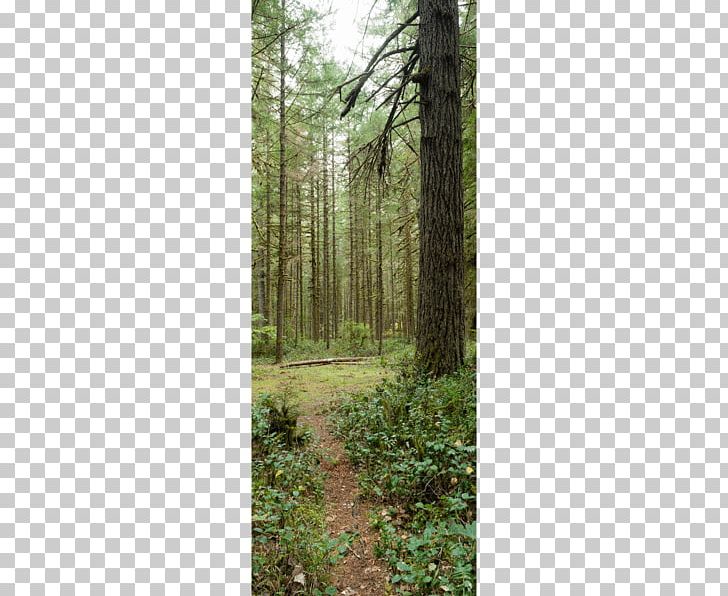 Forest Tree Trail Park Stock Photography PNG, Clipart, Autumn, Biome, Ecosystem, Evergreen, Forest Free PNG Download