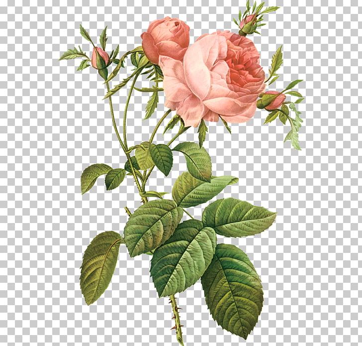 Garden Roses Cabbage Rose Les Roses Watercolor Painting Art PNG, Clipart, Botany, Branch, China Rose, Cut Flowers, Dogrose Free PNG Download