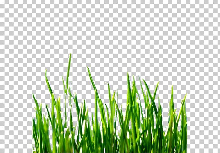 Lawn Mowers Technology Green Computing Invention PNG, Clipart, Commodity, Electronics, Field, Grass, Grass Family Free PNG Download