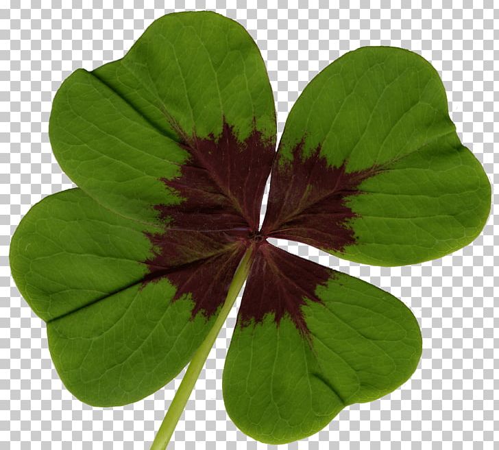 Oxalis Tetraphylla Four-leaf Clover Luck Bulb PNG, Clipart, Amaryllis, Annual Plant, Arumlily, Bulb, Clover Free PNG Download
