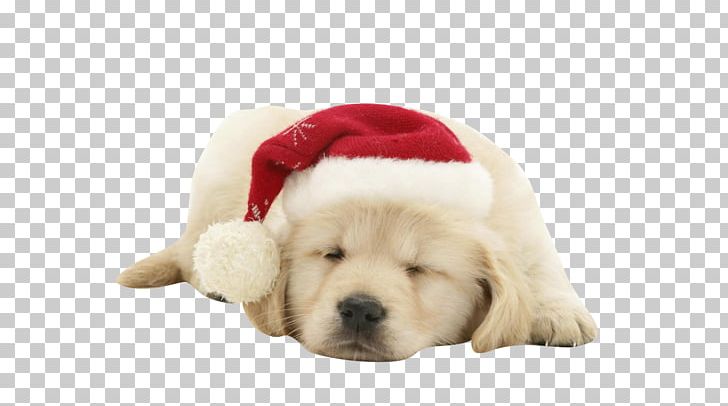 Puppy Dog Santa Claus Christmas PNG, Clipart, Animals, Carnivoran, Cartoon, Companion Dog, Computer Free PNG Download