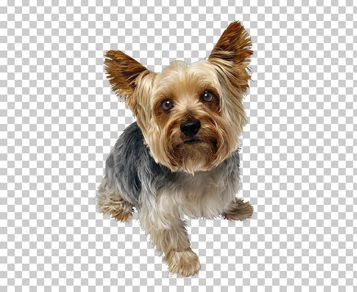 Yorkshire Terrier Pet Sitting Puppy Smooth Collie Cat PNG, Clipart, American Kennel Club, Animals, Carnivoran, Companion Dog, Dog Breed Free PNG Download