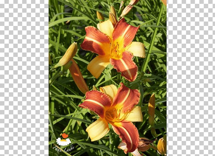 Floral Design Daylily Flower PNG, Clipart, Daylily, Floral Design, Flower, Flower Arranging, Flowering Plant Free PNG Download
