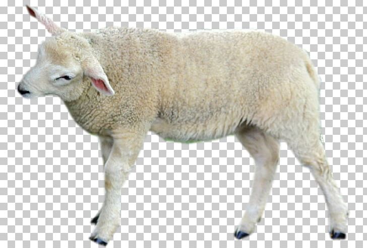 Sheep Cattle Goat Wildlife Terrestrial Animal PNG, Clipart, Animal, Animals, Cattle, Cattle Like Mammal, Cow Goat Family Free PNG Download