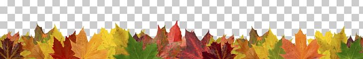 Stock Photography Fotolia Autumn PNG, Clipart, Autumn, Autumn Leaves, Closeup, Commodity, Computer Wallpaper Free PNG Download