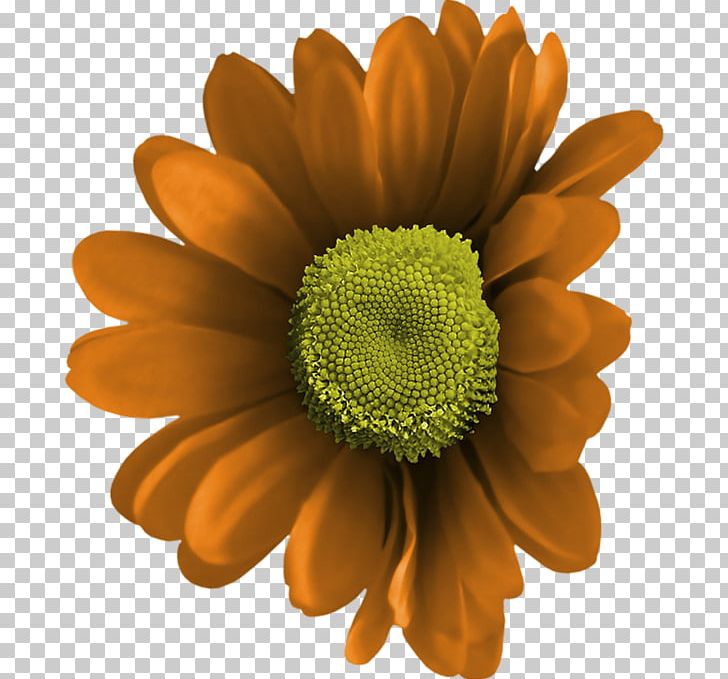 Chrysanthemum PNG, Clipart, Animaatio, Animated Film, Chrysanthemum, Chrysanths, Cicekler Free PNG Download