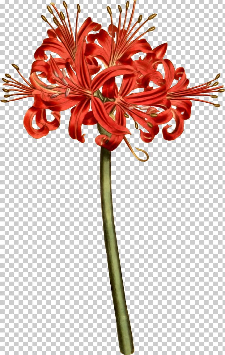 Tattoo of a Spider Lily  Tokyo Ghoul Flower Meaning
