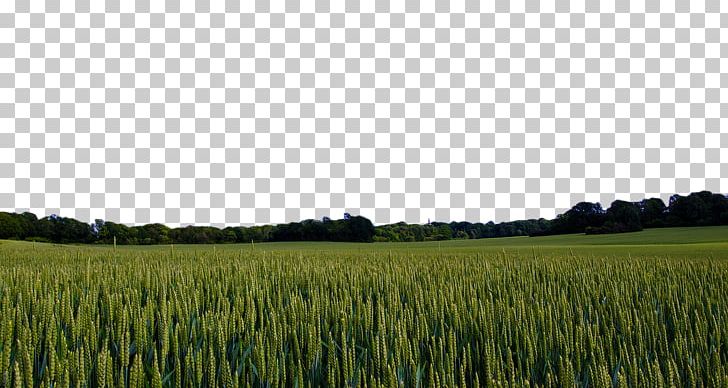 Sweden Landscape Pixabay Nature PNG, Clipart, Agriculture, Background Green, Cereals, Computer Wallpaper, Crop Free PNG Download
