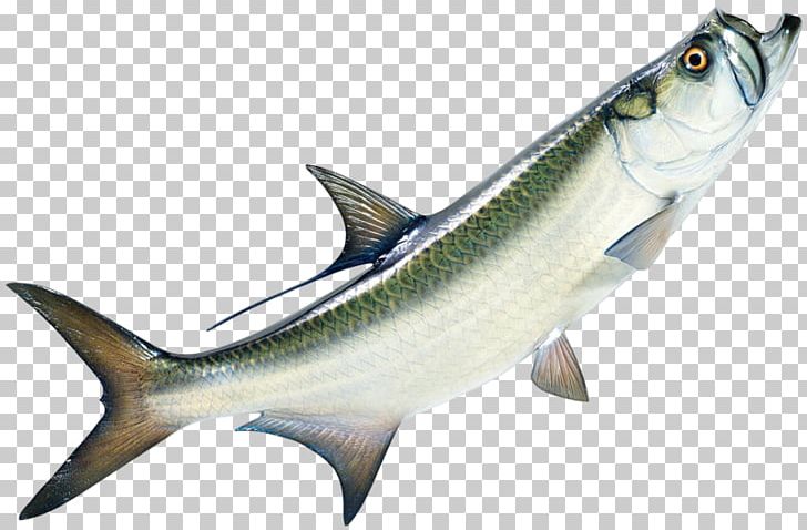 tarpon fish clipart backgrounds