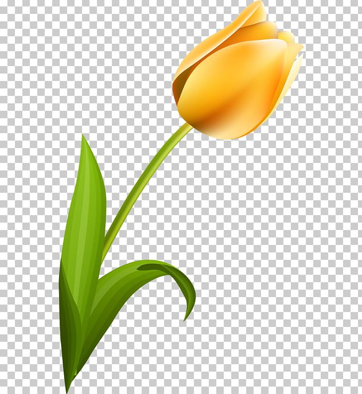 Tulip Petal Desktop Flower Plant Stem PNG, Clipart, Beautiful, Computer, Computer Wallpaper, Desktop Wallpaper, Flower Free PNG Download