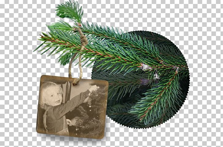 Fir Tree Farm Spruce Pine Christmas Tree Cultivation PNG, Clipart,  Free PNG Download