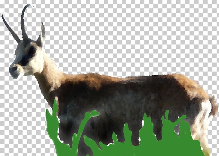 France Nature Environnement Chamois Goat Mammal Natural Environment PNG, Clipart, Animal, Animals, Antelope, Biodiversity, Cattle Like Mammal Free PNG Download