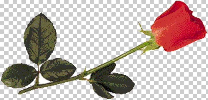 Garden Roses Paper Wedding Invitation Bud Leaf PNG, Clipart, Bud, Coreldraw, Flora, Flower, Flowering Plant Free PNG Download