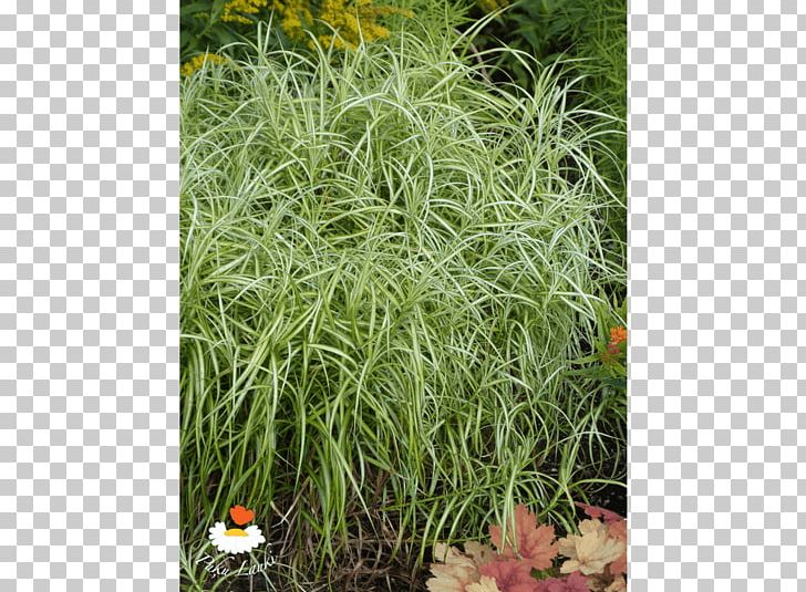 Grasses Herb Shrub PNG, Clipart, 5 M, Augusta, Grass, Grasses, Grass Family Free PNG Download