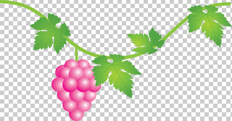 Grape Grapes Fruit PNG, Clipart, Berry, Currant, Flower, Food, Fruit Free PNG Download