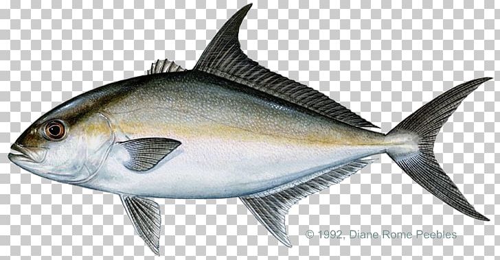 Almaco Jack Yellowtail Amberjack Greater Amberjack Bar Jack PNG, Clipart, Almaco Jack, Amberjack, Anchovy, Atlantic Goliath Grouper, Bonito Free PNG Download