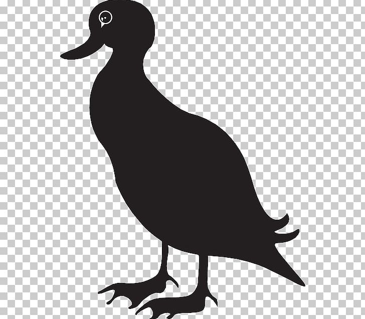 American Black Duck Mallard American Pekin PNG, Clipart, American Black Duck, American Pekin, Anas, Animals, Beak Free PNG Download