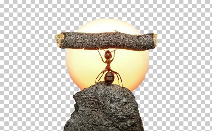 Ant Photography Photographer PNG, Clipart, Animal, Ant, Ants, Ants Vector, Ant Vector Free PNG Download