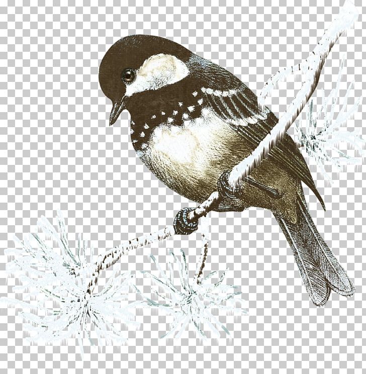 Christmas Bird Idea PNG, Clipart, Animals, Beak, Bird, Birds, Branch Free PNG Download