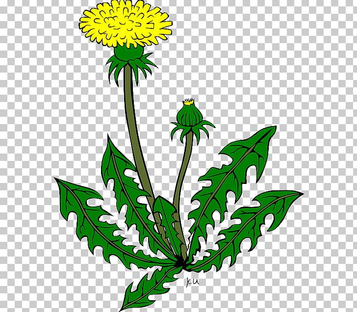 Common Dandelion Drawing PNG, Clipart, Artwork, Black And White, Chrysanths, Common Dandelion, Cut Flowers Free PNG Download