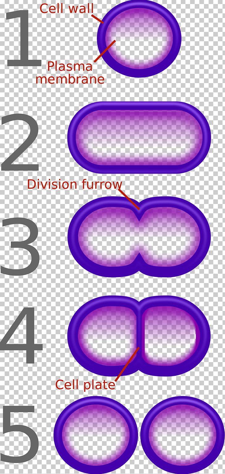 Fission Bacteria Binary Number Reproduction Cell PNG, Clipart, Antibiotics, Area, Asexual Reproduction, Bacteria, Binary Code Free PNG Download