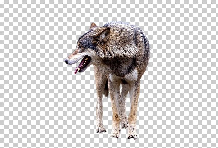 Gray Wolf PNG, Clipart, Angry Wolf Face, Animals, Black Wolf, Brown, Brown Background Free PNG Download