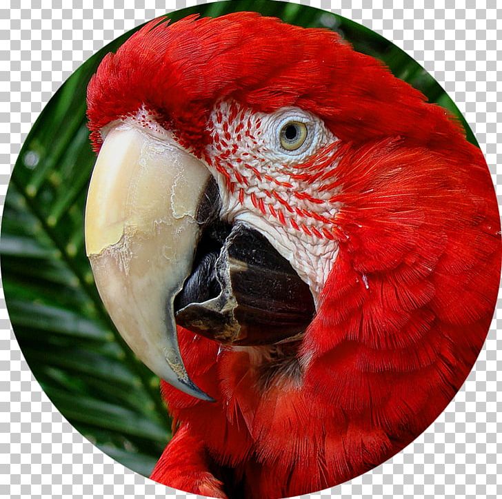 Macaw Loriini Beak Close-up PNG, Clipart, Arara, Beak, Bird, Christmas Ornament, Closeup Free PNG Download